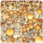 Псилоцибиновые (галлюциногенные) грибы Psilocybin "Golden Teacher" в Людиново Псилоцибиновые (галлюциногенные) грибы Psilocybin "Golden Teacher" в Людиново