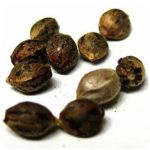 Семена марихуаны АК-47 (Seeds AK-47) в Людиново Семена марихуаны АК-47 (Seeds AK-47) в Людиново